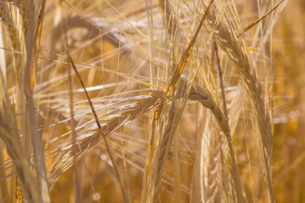    Более 544 000 тонн зерна в 16 стран продали за год из Оренбуржья