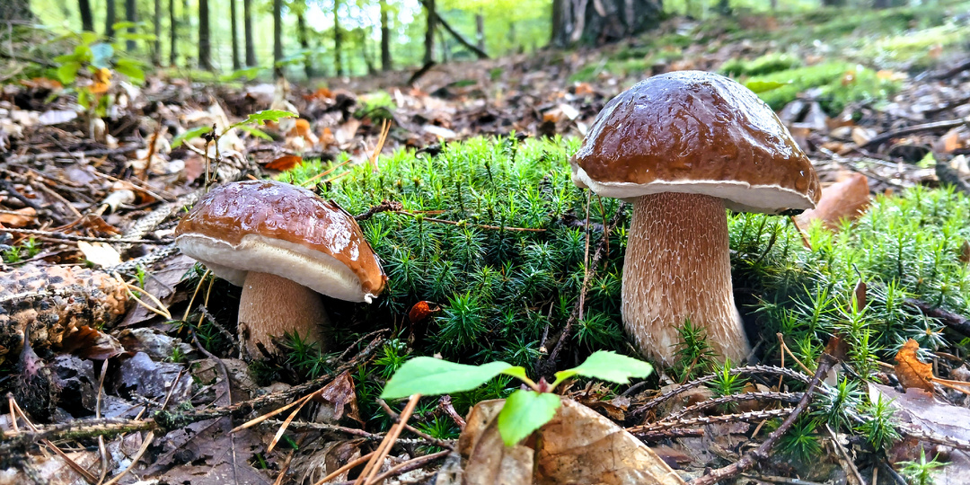 Грибники в Чехии не очень любят рыжики, не собирают грузди, зато молочаи у них в почете