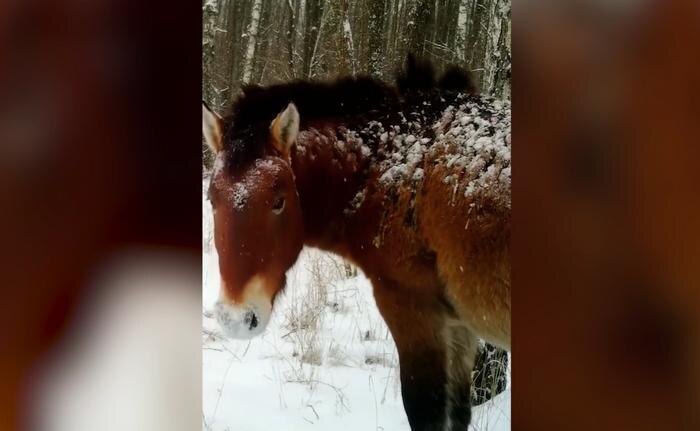Обложка © Facebook (соцсеть запрещена в РФ; принадлежит корпорации Meta, которая признана в РФ экстремистской) / Чорнобильський Радіаційно-екологічний Біосферний Заповідник