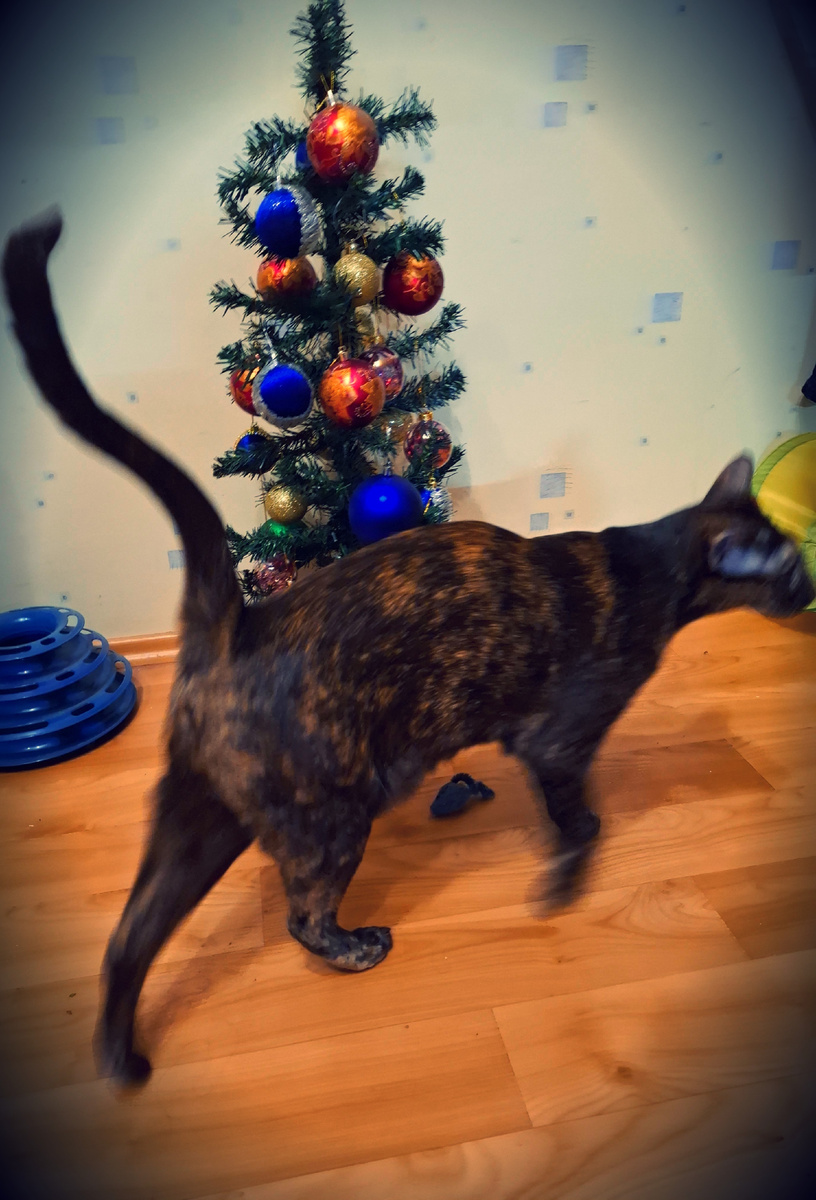 Мамаша, Вы в своём уме? Постоянно подбегаете, смотрите на стену, там что-то видите? Ежели бы там что-то было, я бы, наверное, увидела? И сразу бы сказала? Здесь ничего нет. Идите, полежите. У Вас был тяжёлый год. Вам нужно отдохнуть...