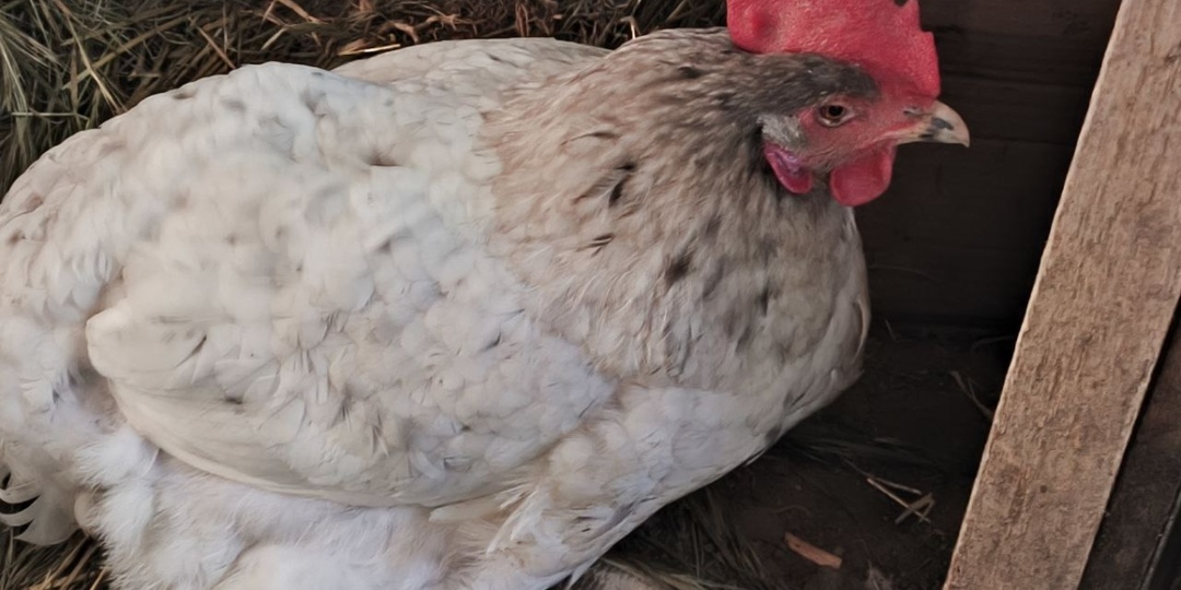 Чтобы куры неслись в морозы: секрет и ошибки зимнего рациона — рецепт тёплой мешанки для птицы