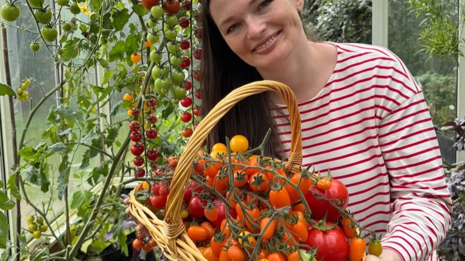 Когда правильно обрабатывать томаты: утром или вечером? Разбираем дилемму биопрепаратов, солнца и ночной влажности!