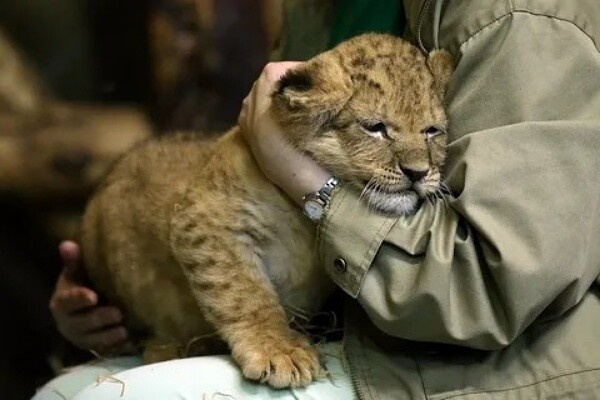 Фото из Яндекса