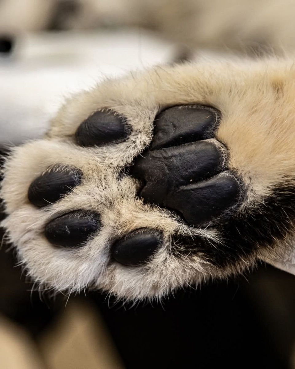 На фото лапки ирбиса Мину из канадского зоопарка в Торонто.