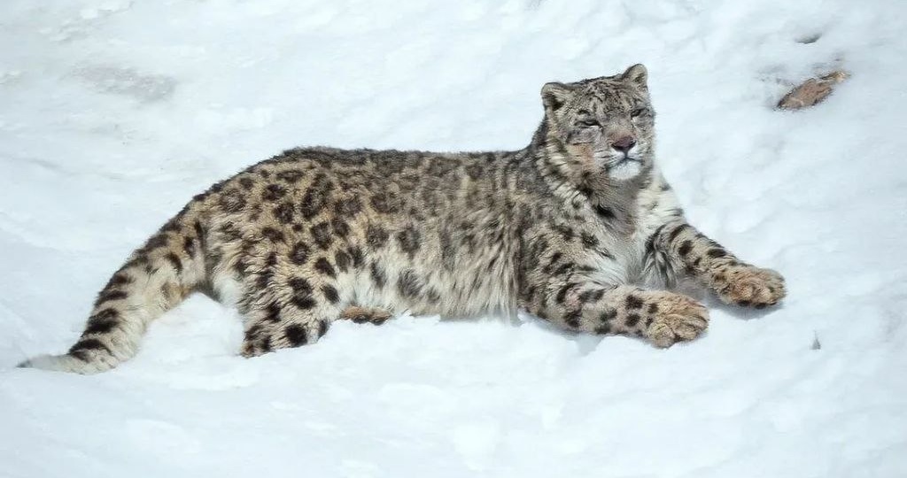 Снежный барс зимой или инструкция по выживанию на крыше мира