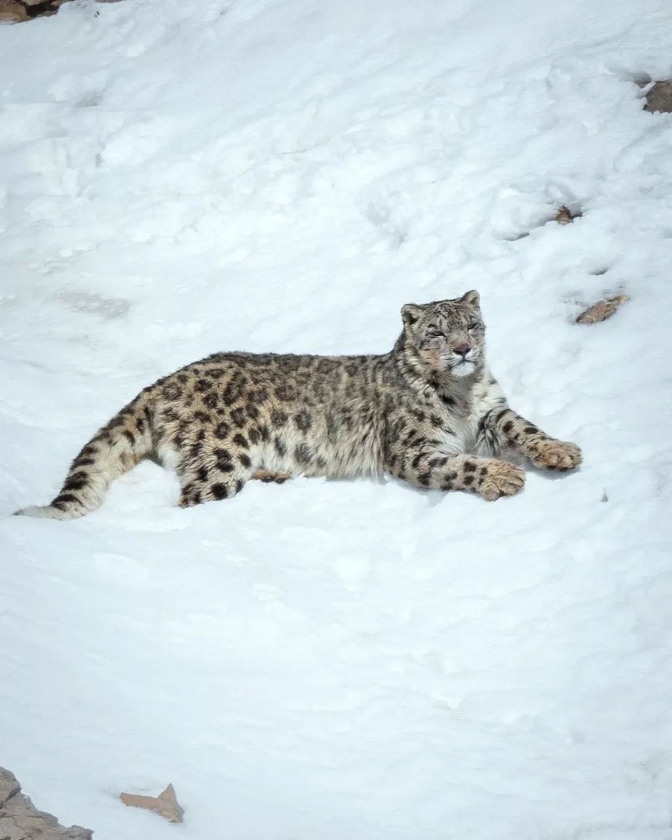 (c)  Wild Wonders Expedition. Ирбис в естественной среде обитания в Гималаях. 