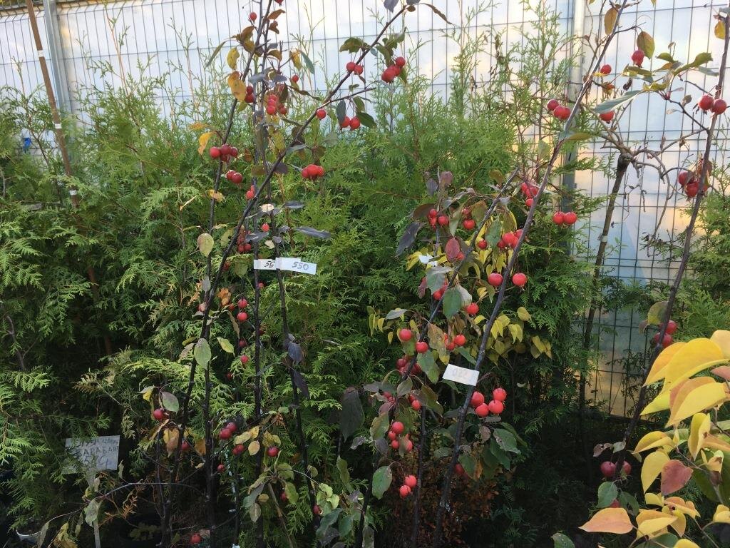 Яблоня Рэд Синтенел