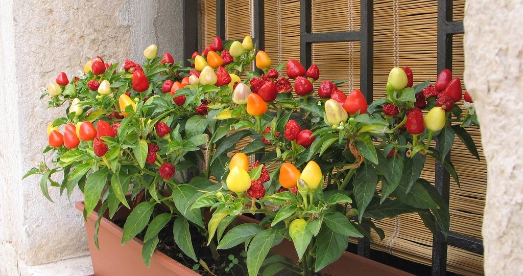 Календарь посева рассады на 2026 год: когда сажать томаты, перцы, огурцы и другие популярные культуры без химии 🌱