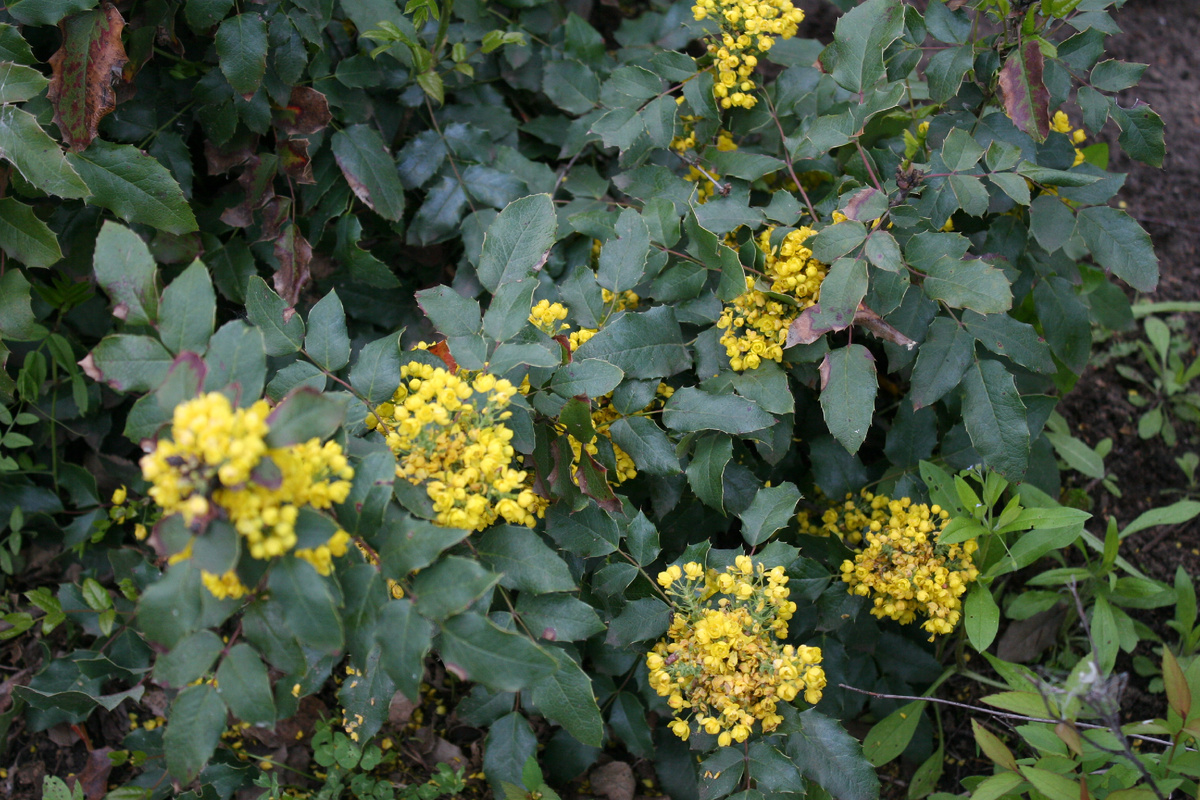 Цветение магонии