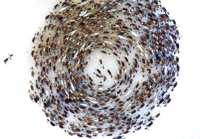 Фотография из интернета