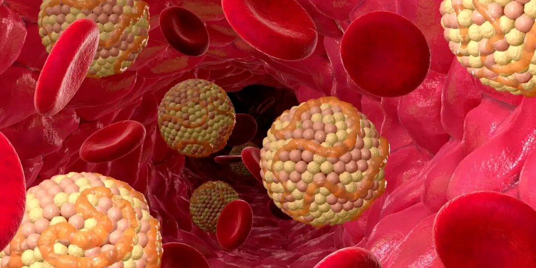 Холестерин: не то, чем кажется. Почему его боятся зря — и когда действительно стоит насторожиться