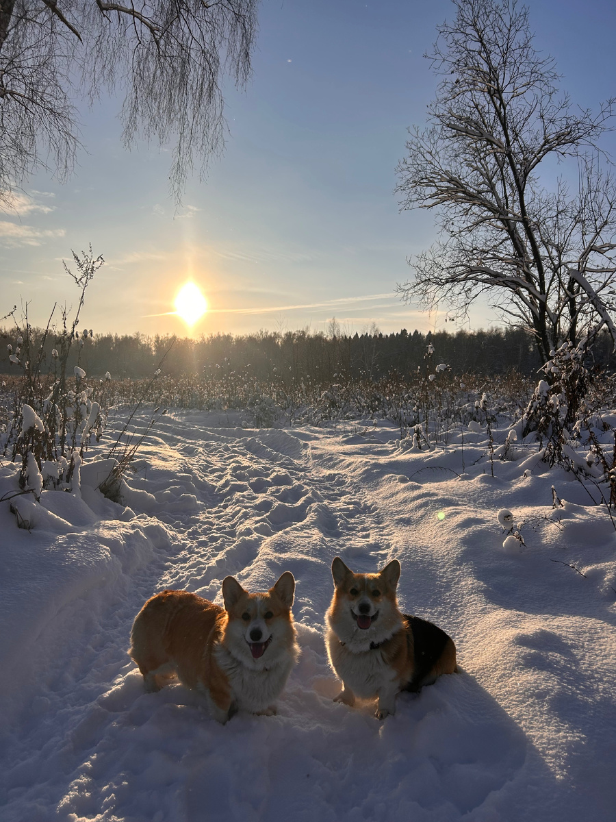 Мороз и солнце - день чудесный! ☀️ 