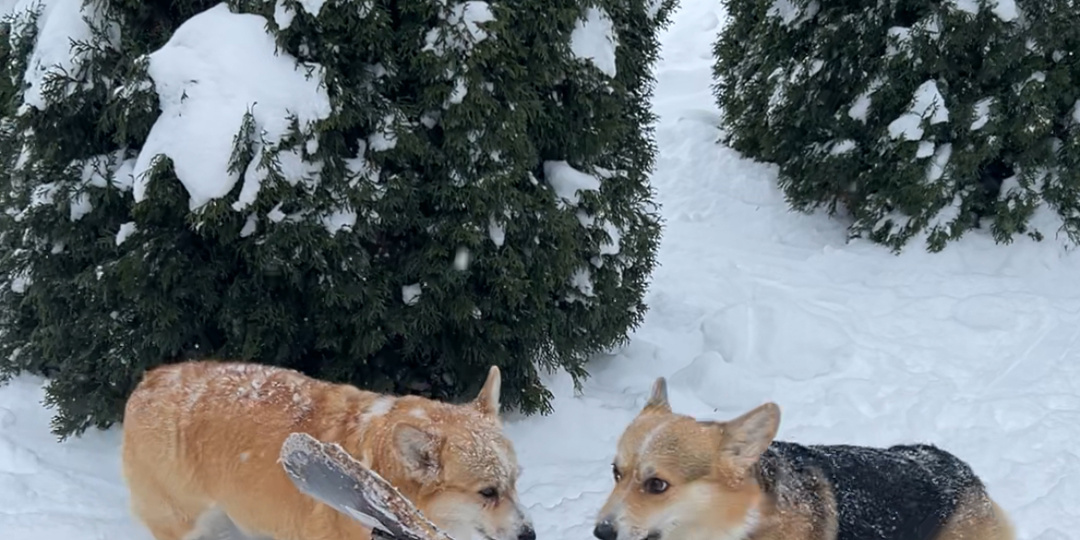 Снежная сага 🌨️  сестричек корги или как мы провели 🛹 первую декаду января!