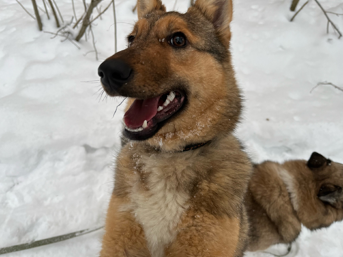 Максик очень рад, что у приюта много друзей. И очень ждёт встречи с будущим хозяином