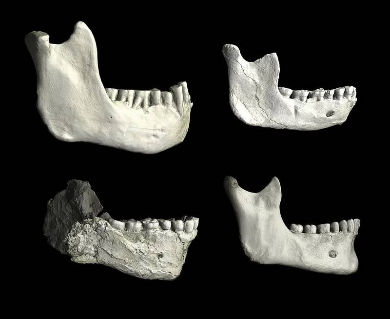 Челюсти из Северной Африки, иллюстрирующие вариации между ископаемыми гомининами и современными людьми. Показаны окаменелости: Тигенниф 3 из Алжира (сверху слева), ThI-GH-10717 из карьера Томас I в Марокко (сверху справа) и Джебель-Ирхуд 11 из Марокко (снизу слева), сравнённые с челюстью недавнего современного человека (снизу справа). Все образцы показаны в одном масштабе, что позволяет напрямую сравнить их размер и форму. Источник: Филипп Гунц, Институт эволюционной антропологии Макса Планка.