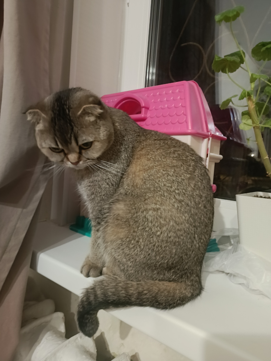 Кошь стеснительная