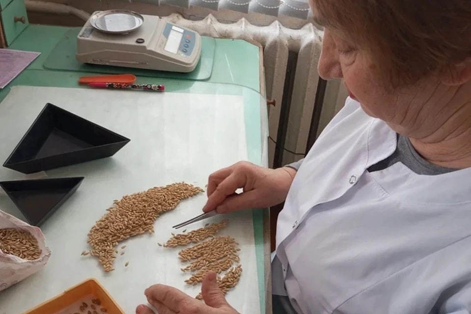    Богатый урожай — дело тонкое. Фото: Россельхозцентр ДНР