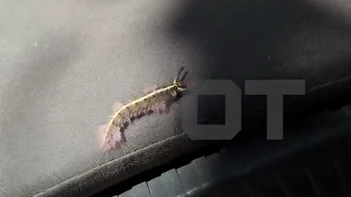    Фото: t.me/shot_shot