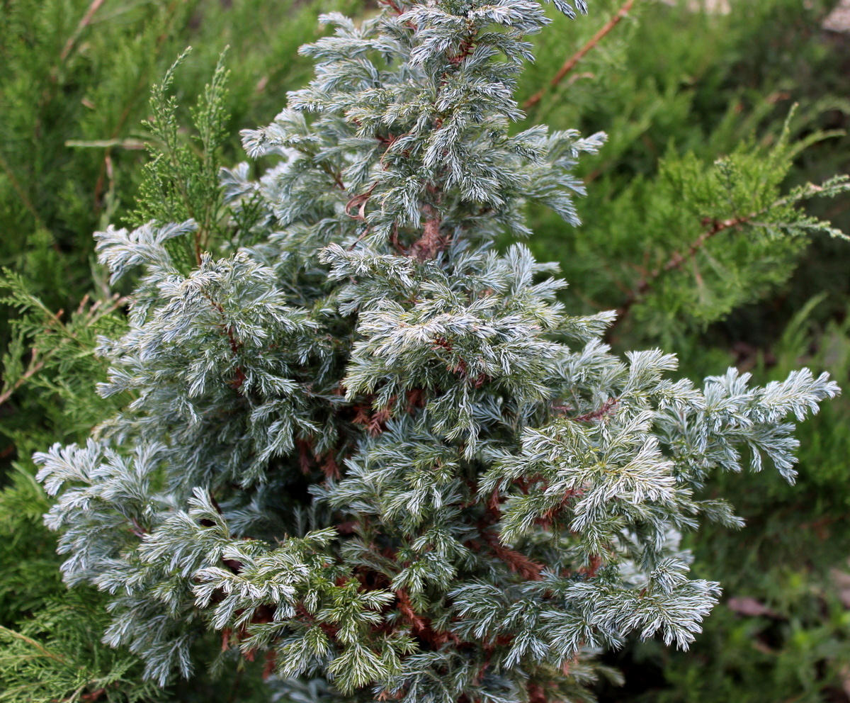 Кипарисовик горохоплодный Булевард