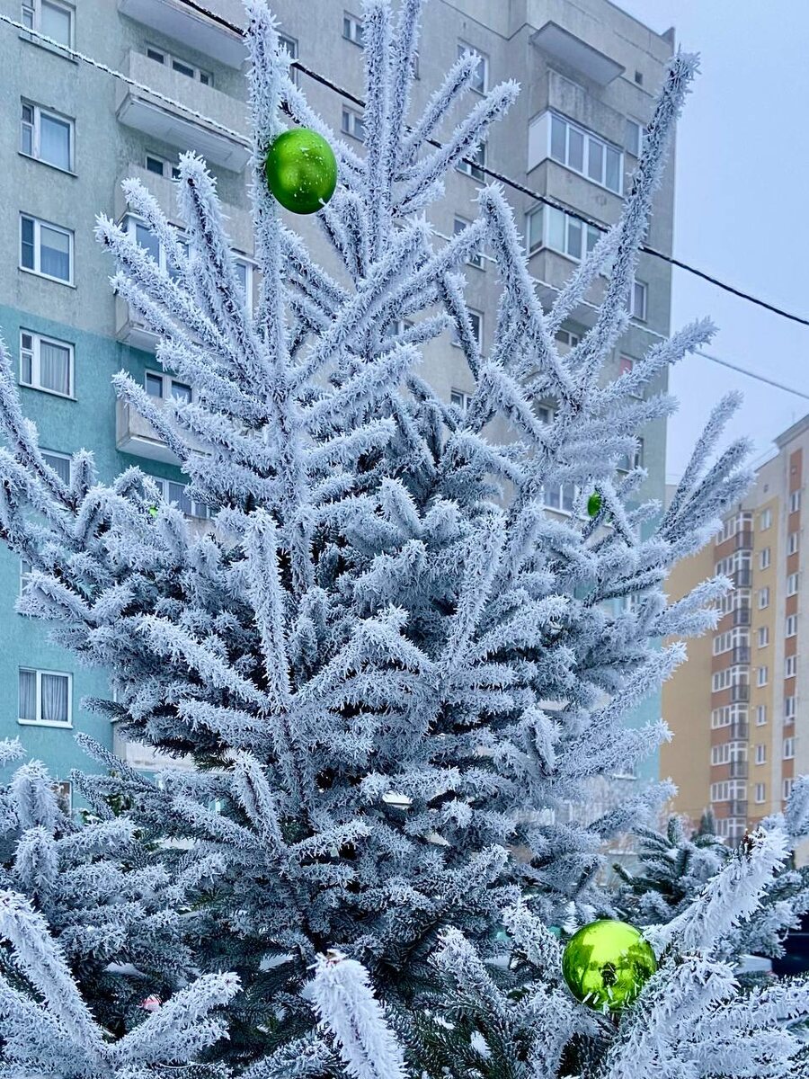  Ёлочка у нашего дома на Рождество Христово.