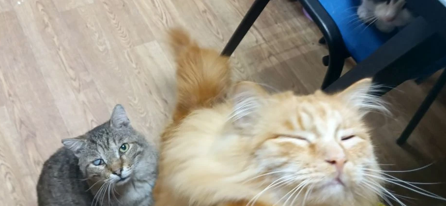 Вот как смотреть в глаза по требованию котика, если эти глаза закрыты от возмущения?