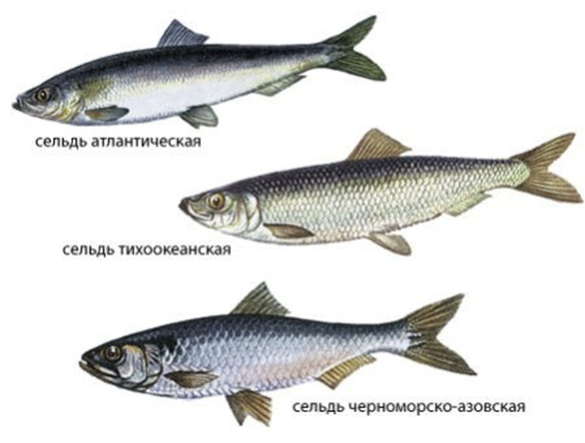 А еще есть залом, салака, беломорская, олюторская и др. 