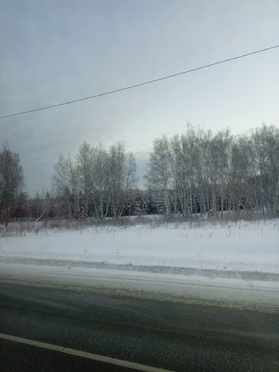 За берёзками ели .