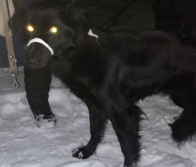 На трассе нашли щенка (девочку крупного размера) рядом с двумя погибшими собаками.