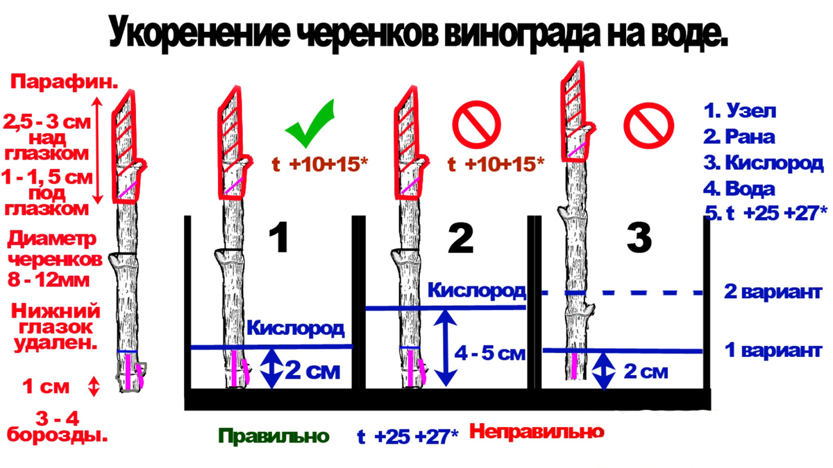 Подготовка черенков винограда перед укоренением.