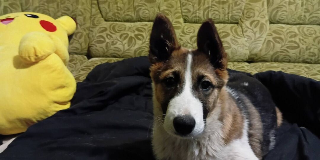 Диванная жизнь сладенькой собачки ♥️ (один из последних щенят из приюта