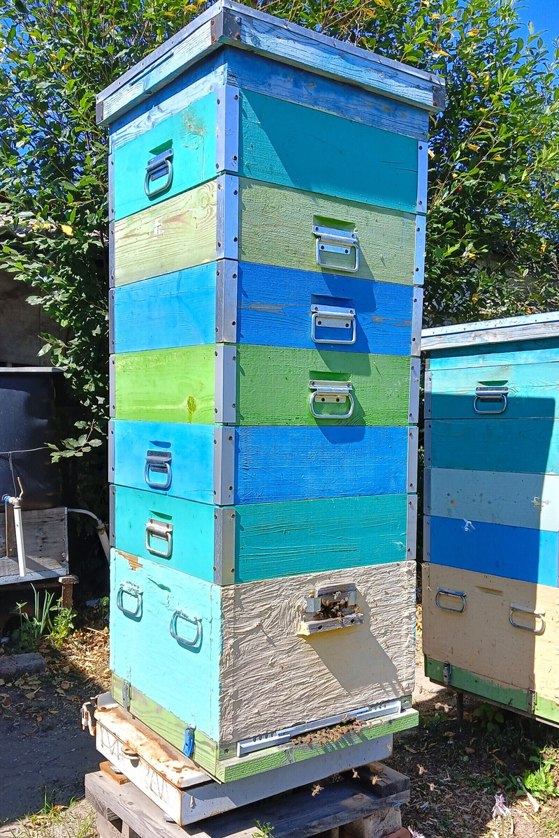 Котрольный улей на медосборе 2025г.