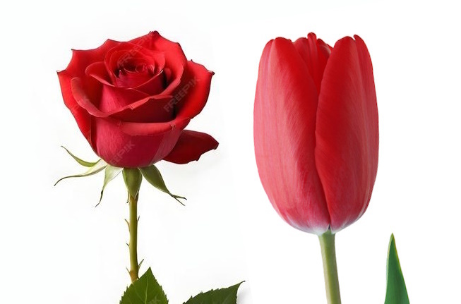 Роза и тюльпан