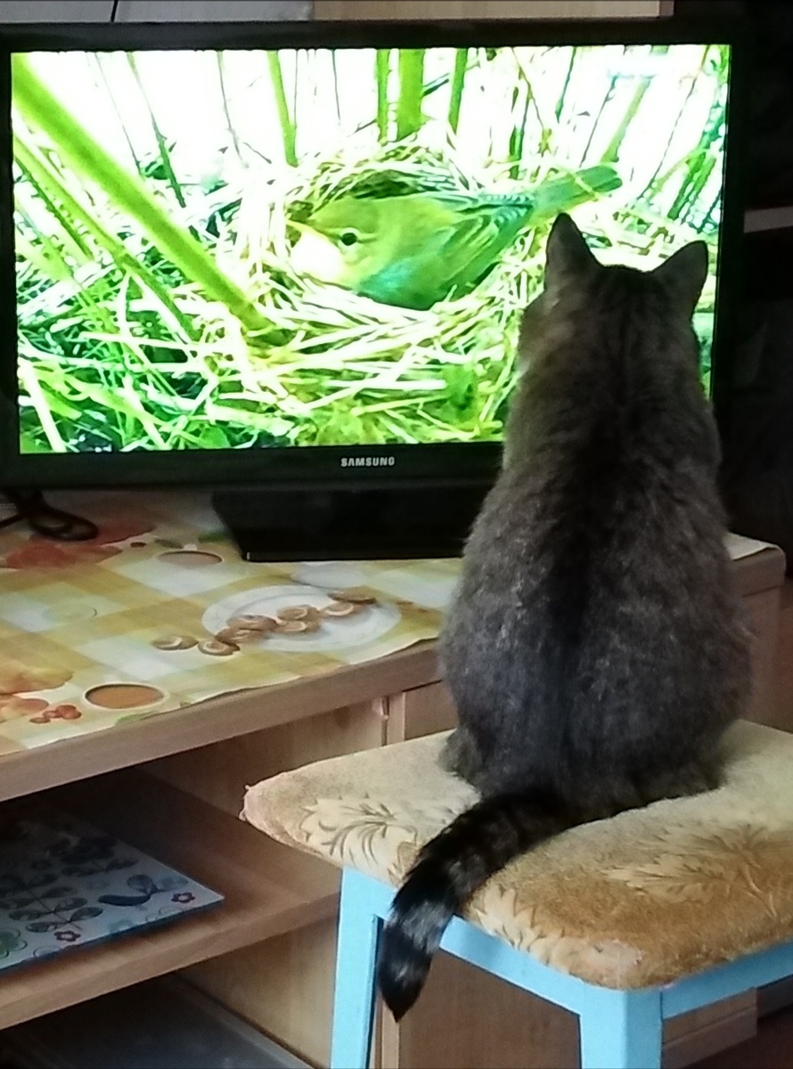 Любознательная у меня кошка. 