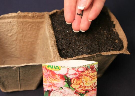 посев семян -фото с сайта https://www.ogorod.ru/images/cms-image-000055697.jpg