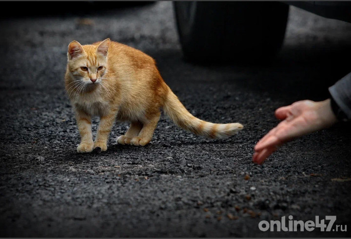 фото: Валентин Илюшин/Online47