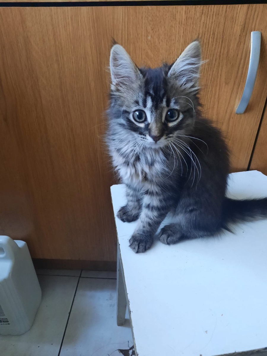 Это про меня, я Моисей