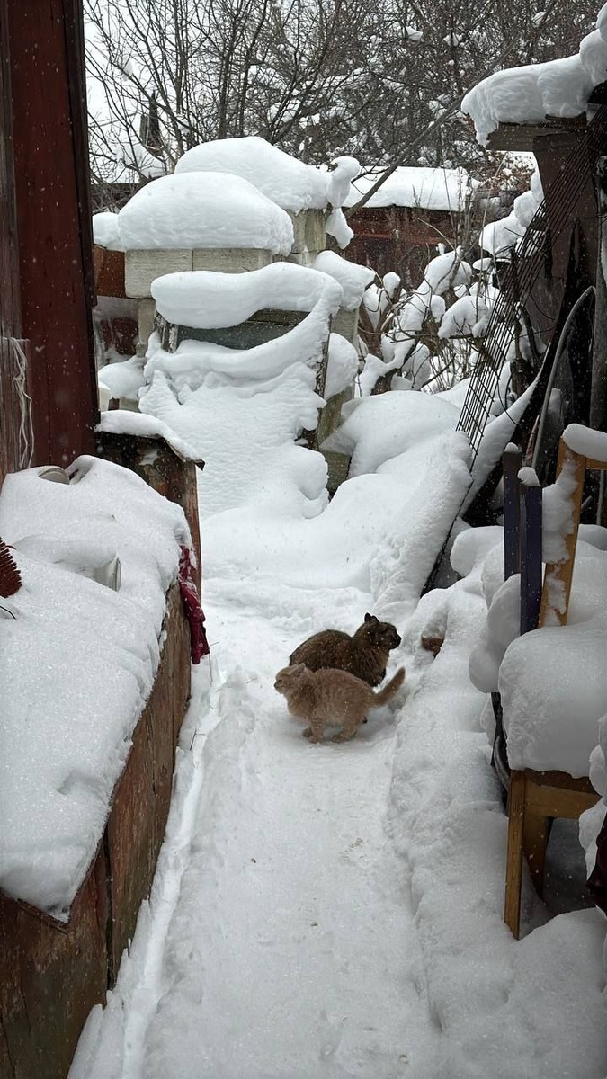 Вот она истина - если к дому прибилась кошка, то без стерилизации у вас тут же появится целая стая. Фото из архива автора