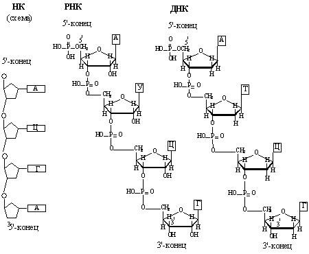 Первичная структура нуклеиновых кислот