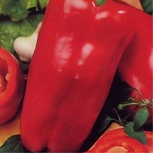 Топ-5 ранних сортов перца для открытого грунта, проверенных годами