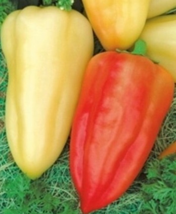 Перец Белозерка 