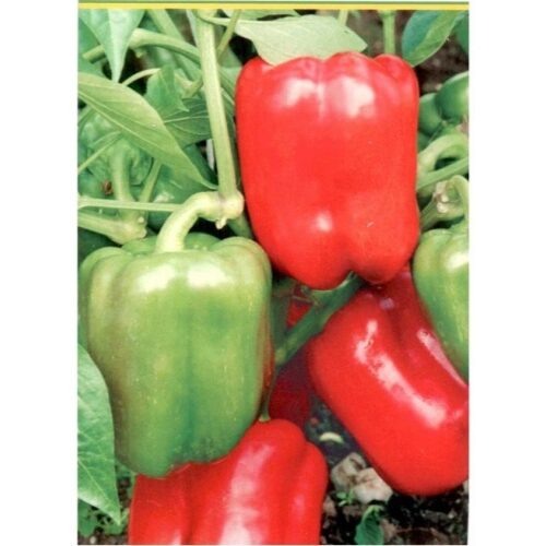 Перец Агаповский 