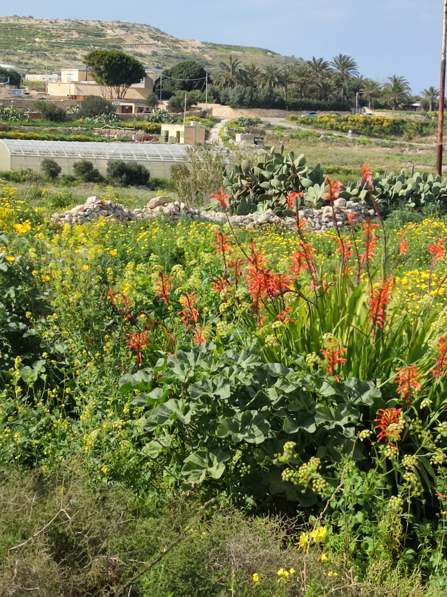 Январские поля
