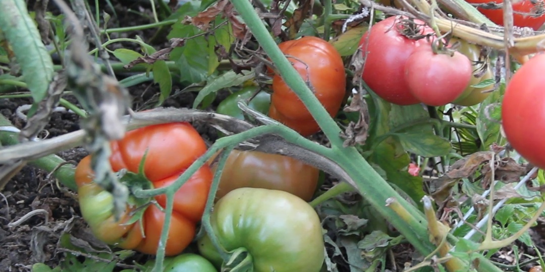 Почему случился провал с томатами? Горький опыт и главная ошибка, которую я больше не повторю.