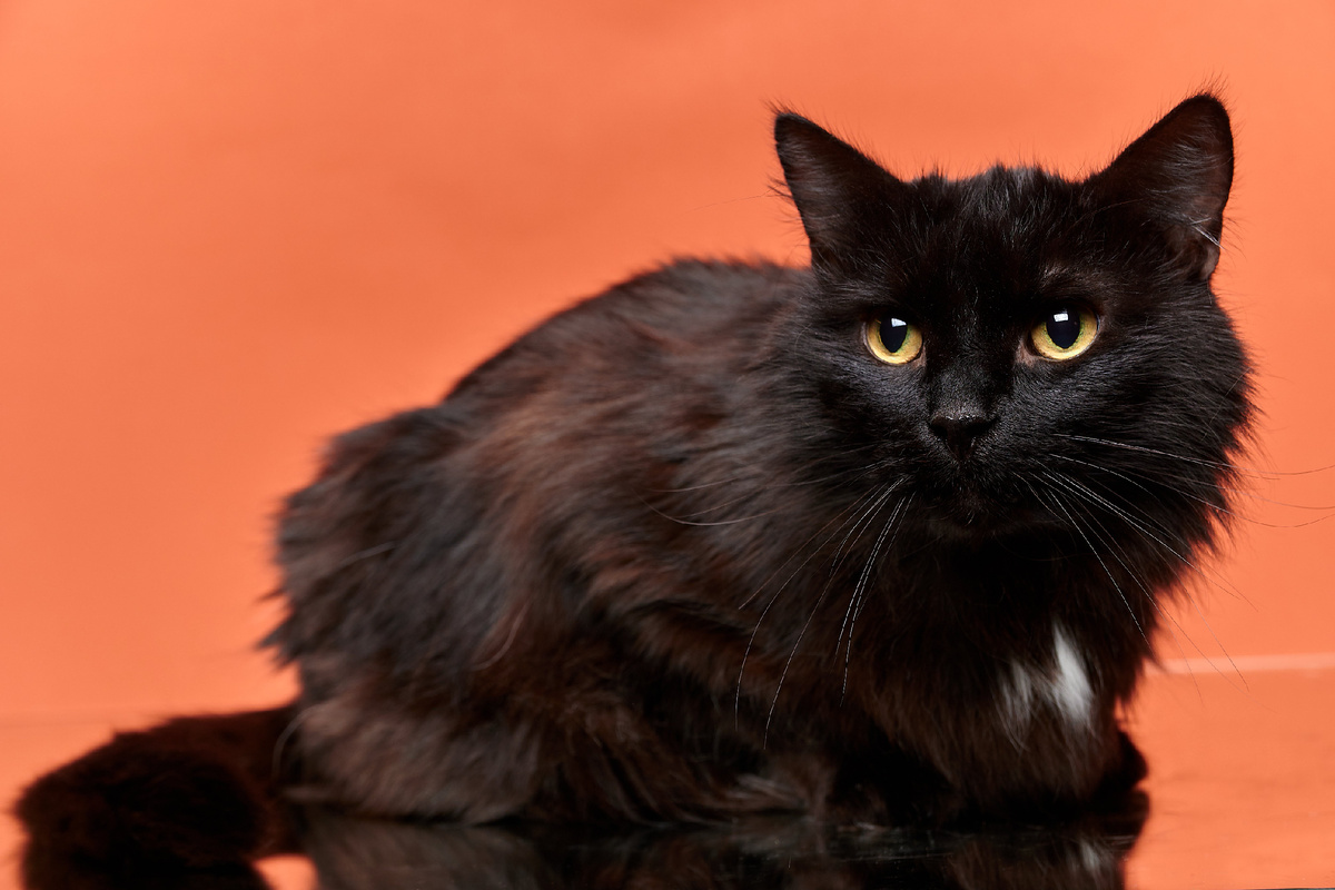 Наш Филя мечтает о своём особенном человеке, который увидит в нём не просто кота, а настоящего друга со своим характером, привычками и даже собственным взглядом на новости!