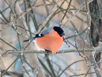     Йоманан шәмбегә ҡараған төндә һыуыта