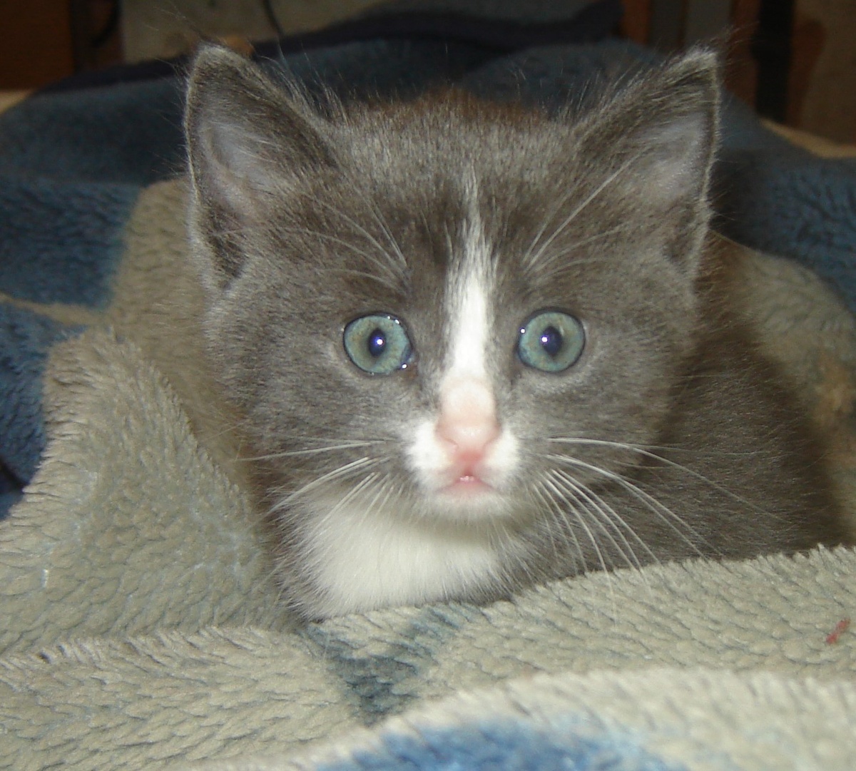 Сявка в афиКе от происходящего