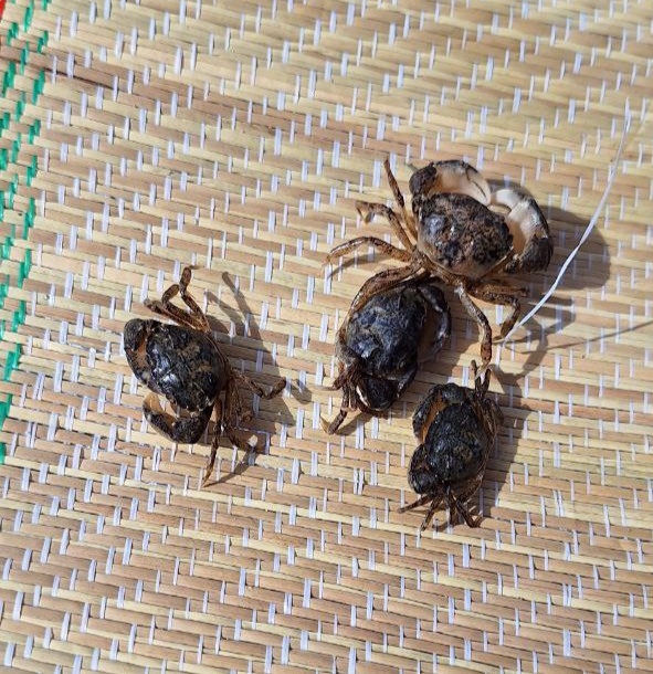 Вот таких малышей иногда можно встретить на балтийском побережье. 