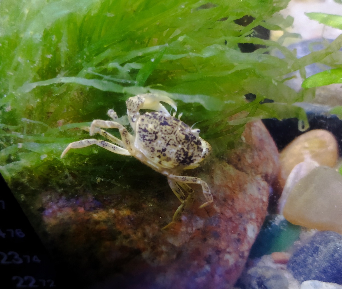 Мал, да удал. Прибыв из Америки, краб принялся покорять Европу. 