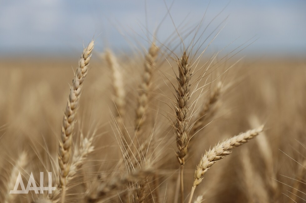 Фото: Донецкое агентство новостей