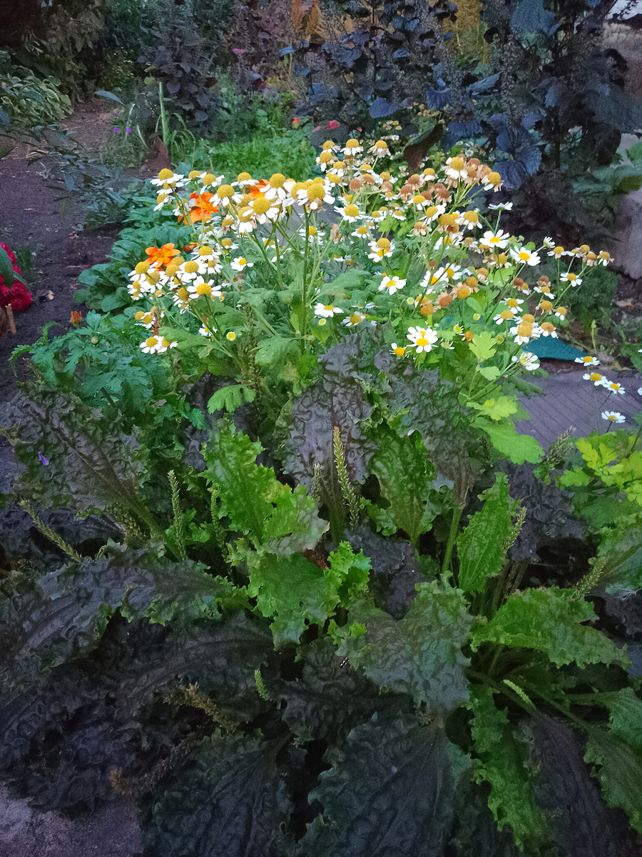 Атропурпуреа